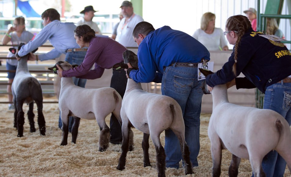 Jr. Livestock Round Robin Showmanship